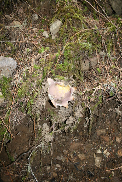 20110619-135556 IMG 8390