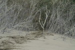 dune next to house, from above