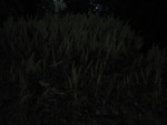 thanksgiving 05 015.jpg